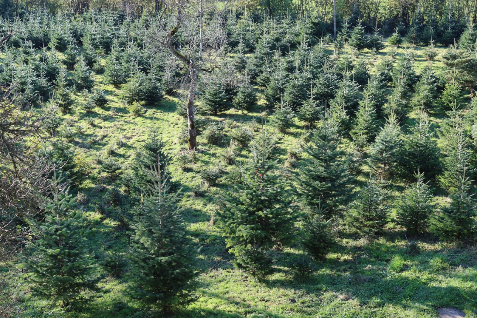 Christbaum Bild 1