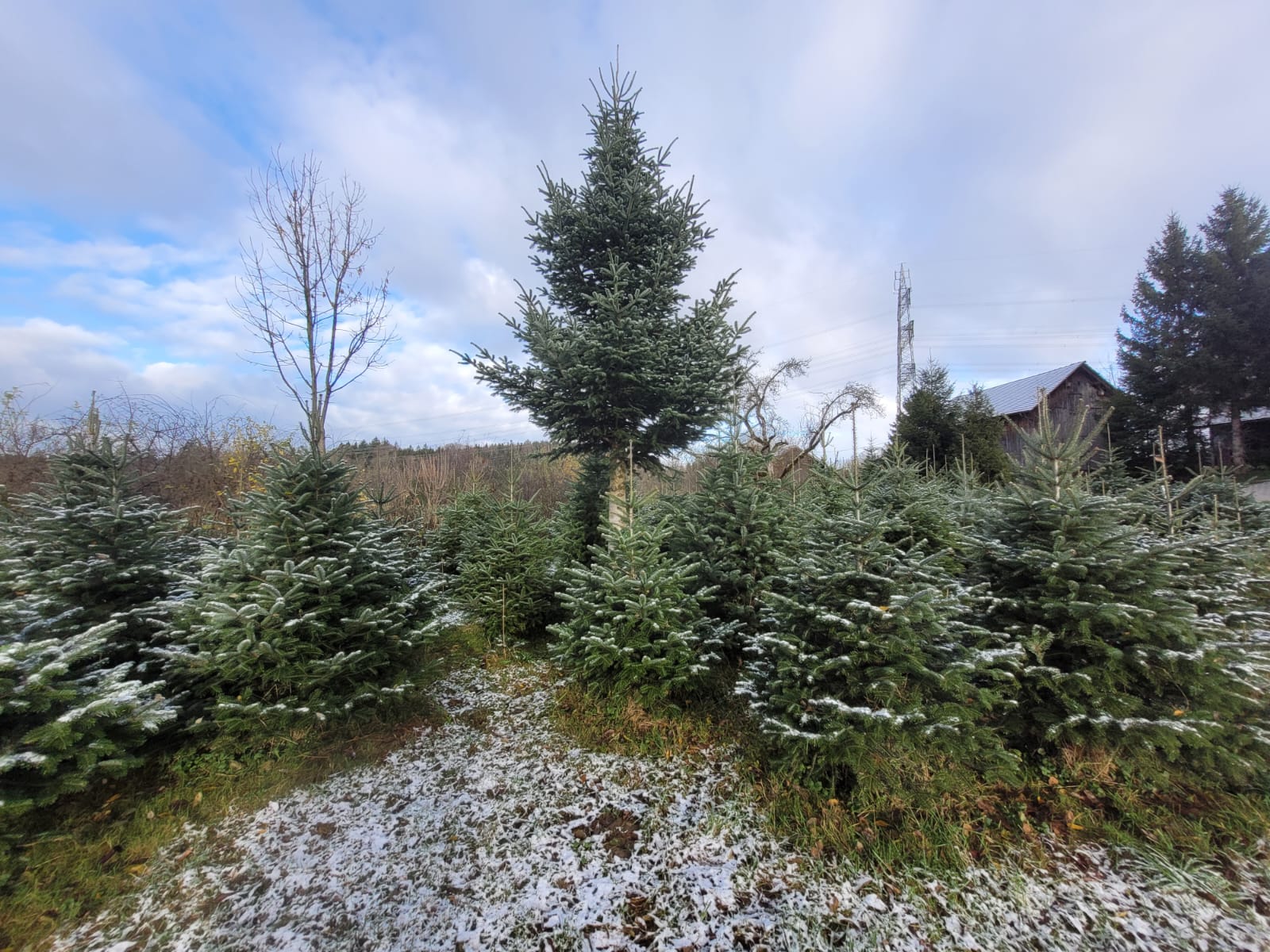 Christbaum Bild 4