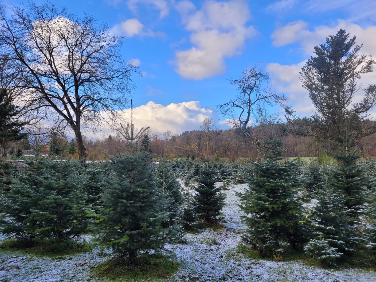 Christbaum Bild 5